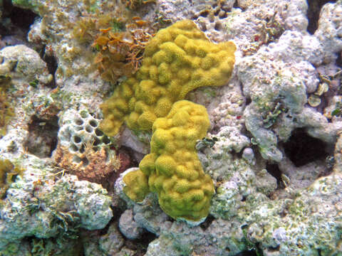 Image of Mustard Hill Coral