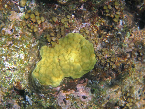 Image of Mustard Hill Coral