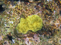 صورة Porites astreoides Lamarck 1816