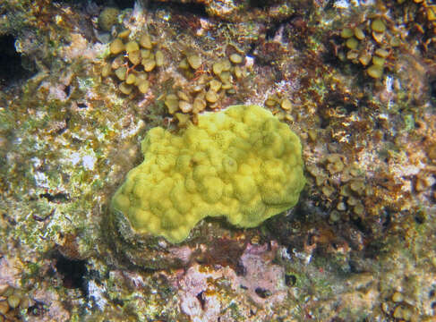 Image of Mustard Hill Coral