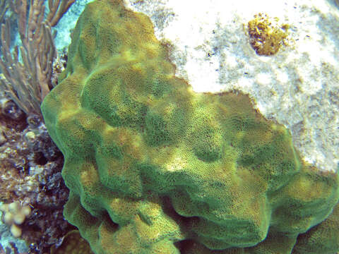 Image of Mustard Hill Coral