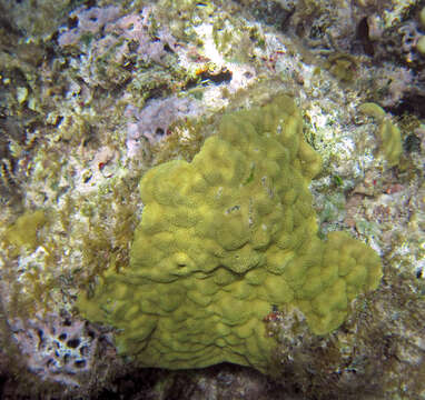 Image of Mustard Hill Coral