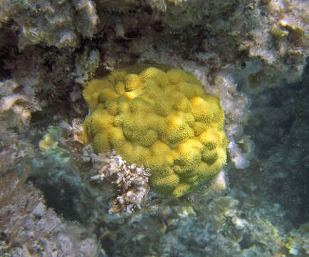 Image of Mustard Hill Coral