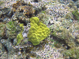 صورة Porites astreoides Lamarck 1816