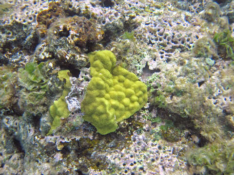 Image of Mustard Hill Coral