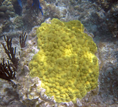 Image of Mustard Hill Coral