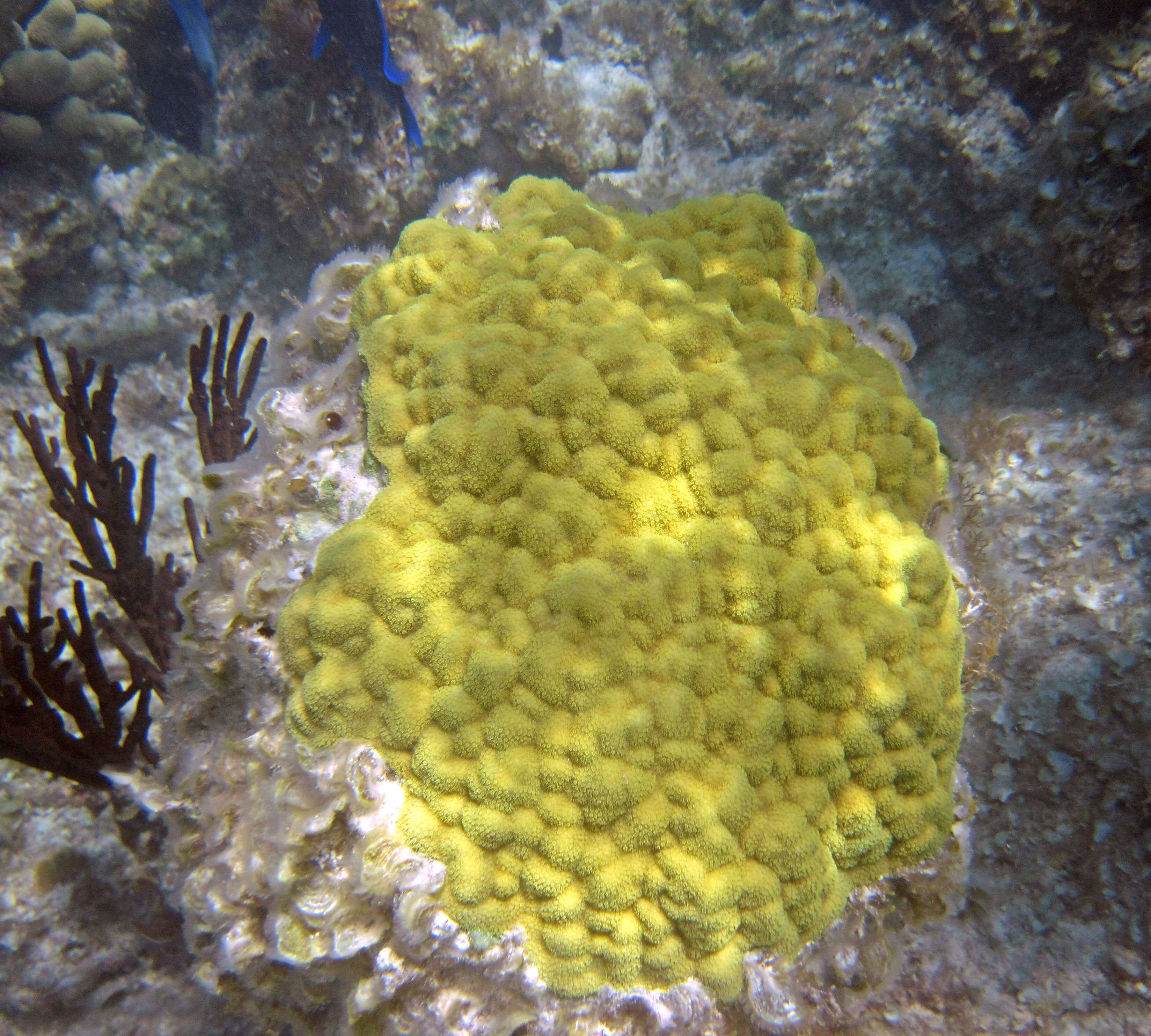 صورة Porites astreoides Lamarck 1816