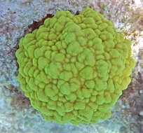 صورة Porites astreoides Lamarck 1816