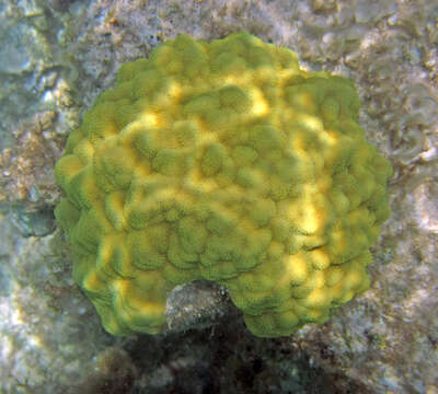 Image of Mustard Hill Coral