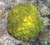 صورة Porites astreoides Lamarck 1816