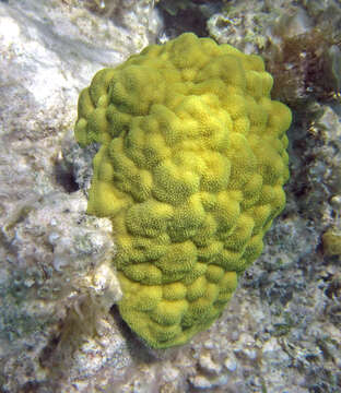 Image of Mustard Hill Coral