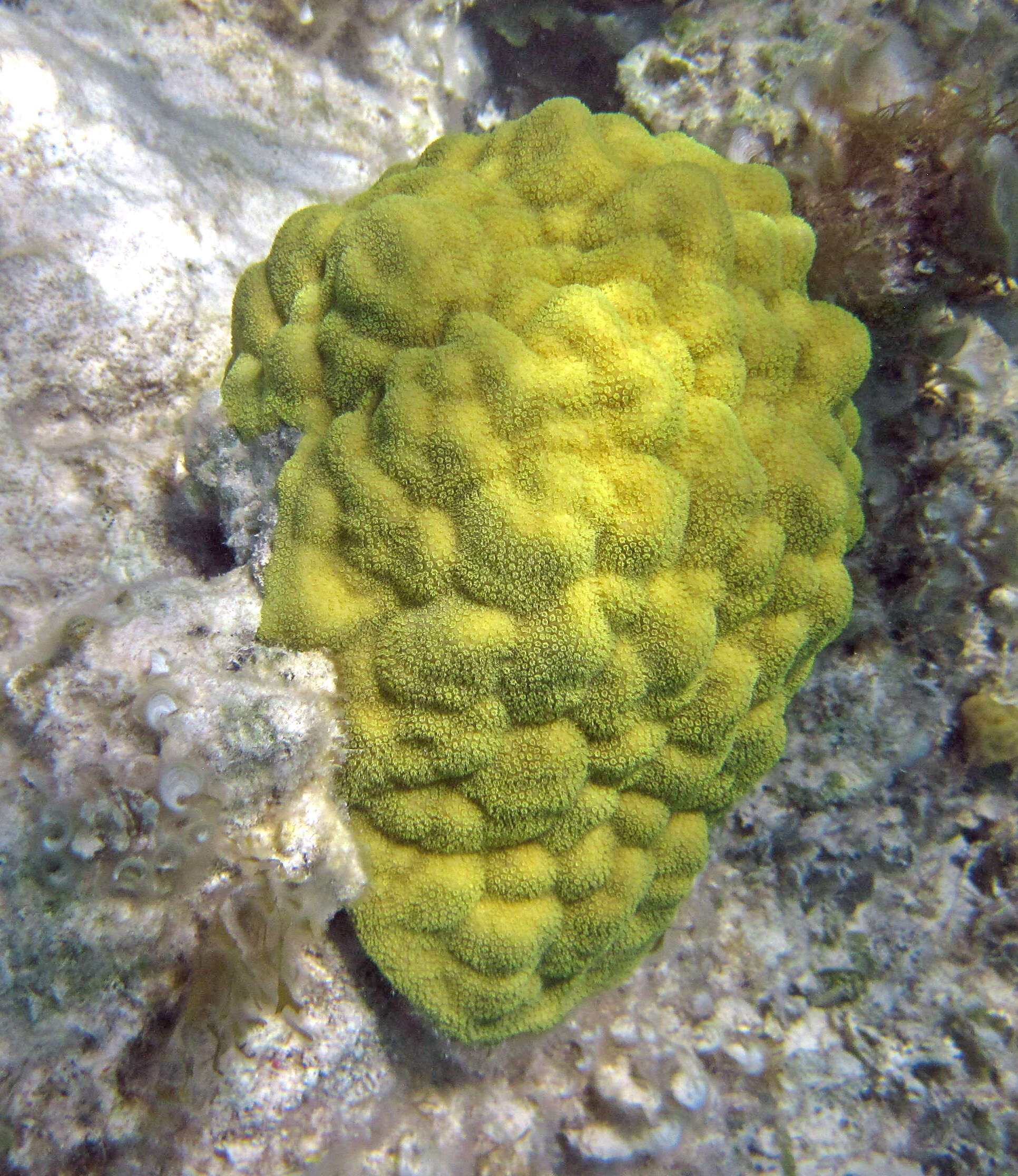 صورة Porites astreoides Lamarck 1816