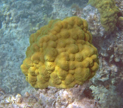 Image of Mustard Hill Coral