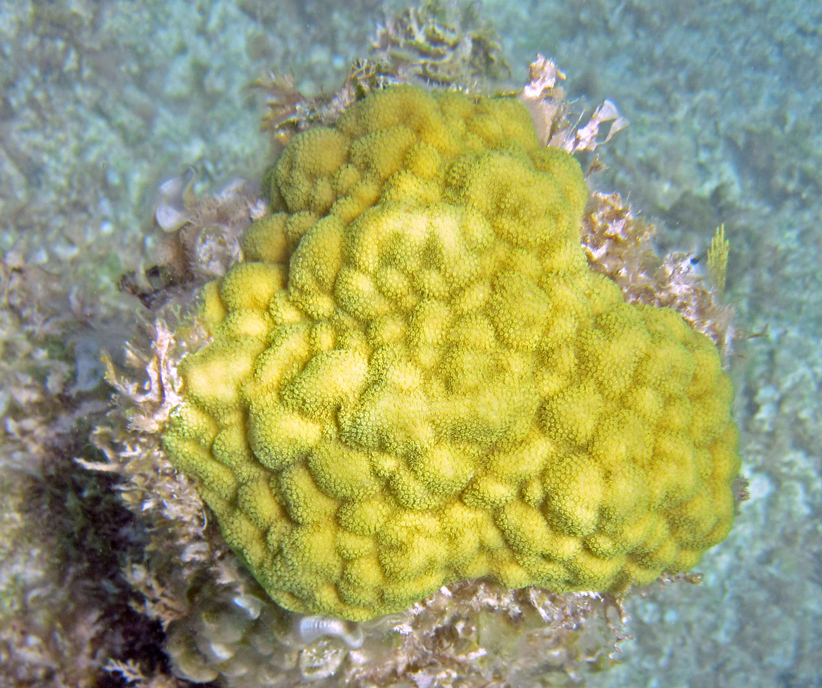 صورة Porites astreoides Lamarck 1816