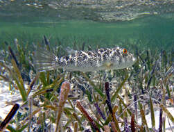 Image of Checkered Puffer