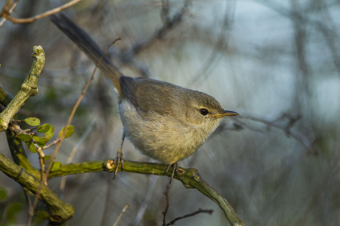 Image of Lantz's Brush-warbler