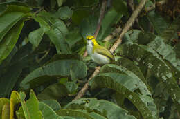 Image of Yellow-browed Camaroptera