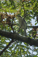 Image of White-winged Apalis