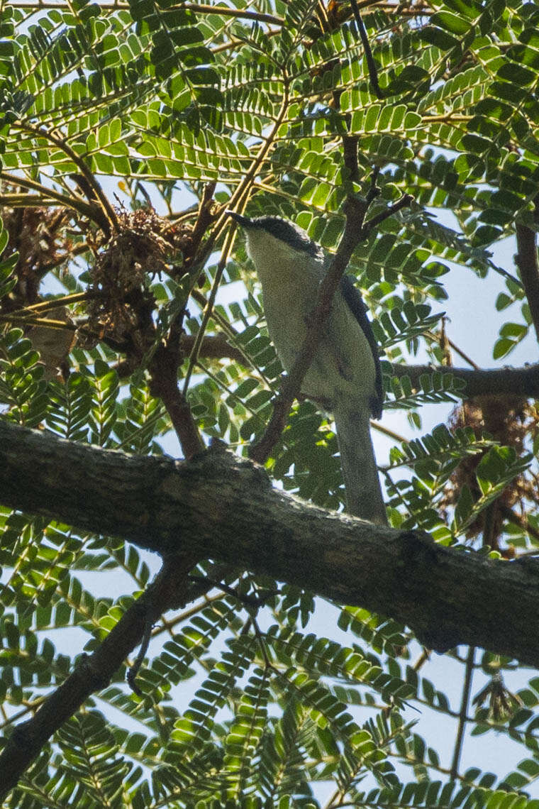 Image of White-winged Apalis