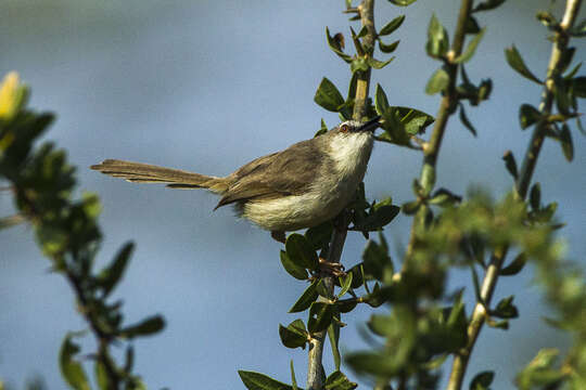 Image of Pale Prinia