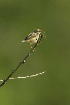 Image of Short-winged Cisticola