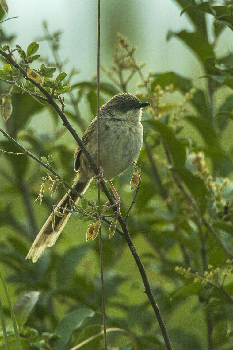 Image of Himalayan Prinia