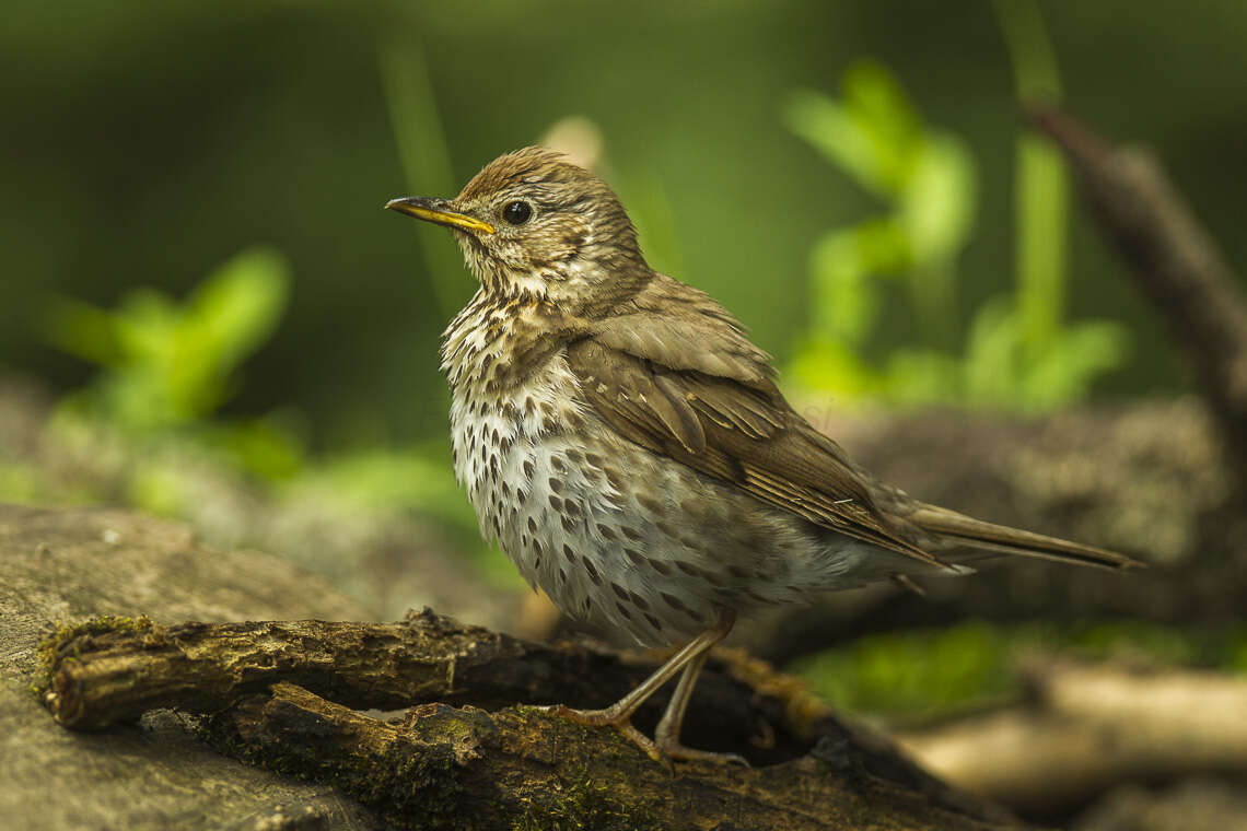 Image of Song Thrush