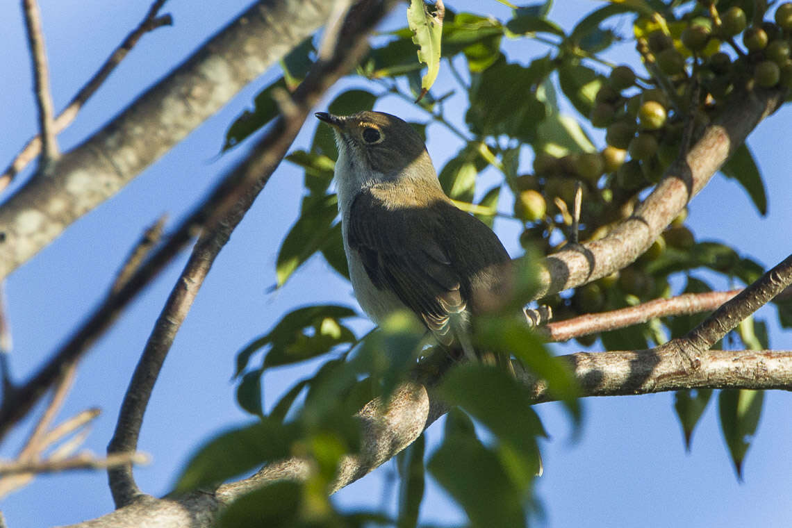 Image of Cuban Solitaire