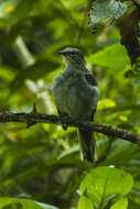 Image of Slate-colored Solitaire