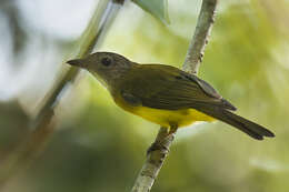 Image of Yellowish Bulbul