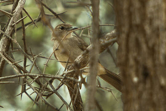 Image of Northern Brownbul