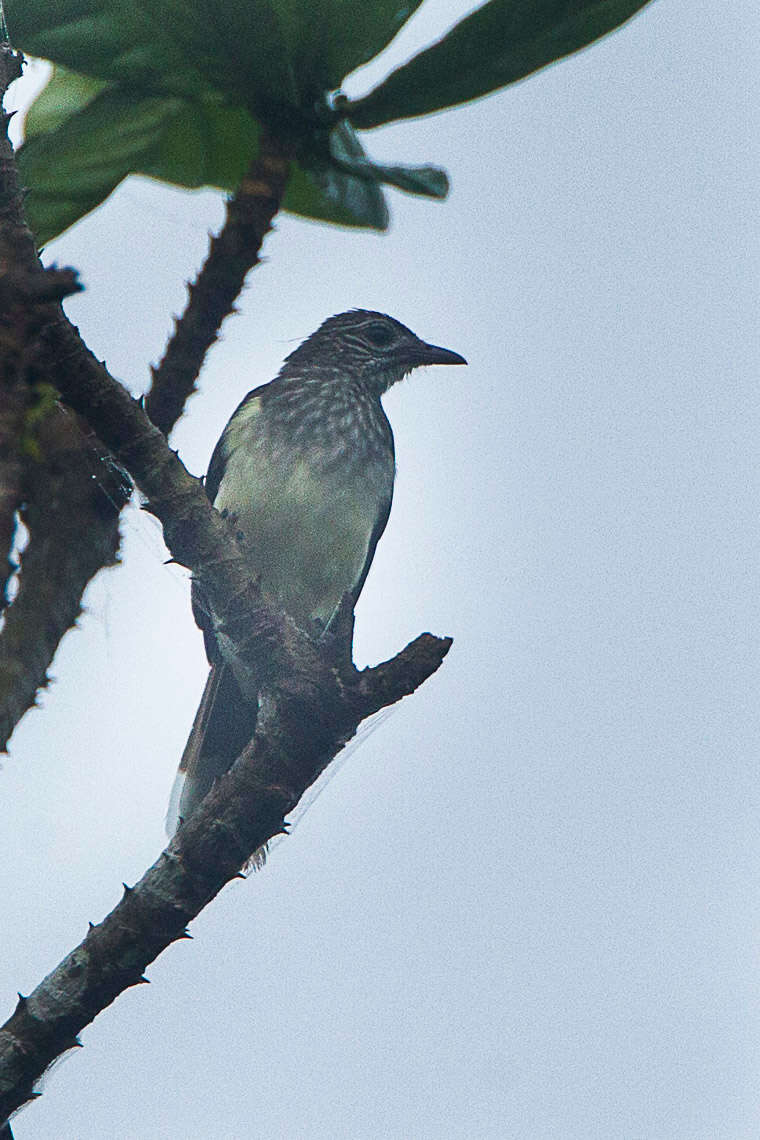 Image of Thescelocichla Oberholser 1905