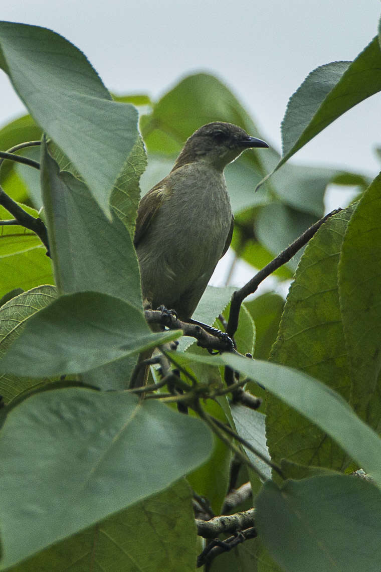 Image of Stelgidillas Oberholser 1899