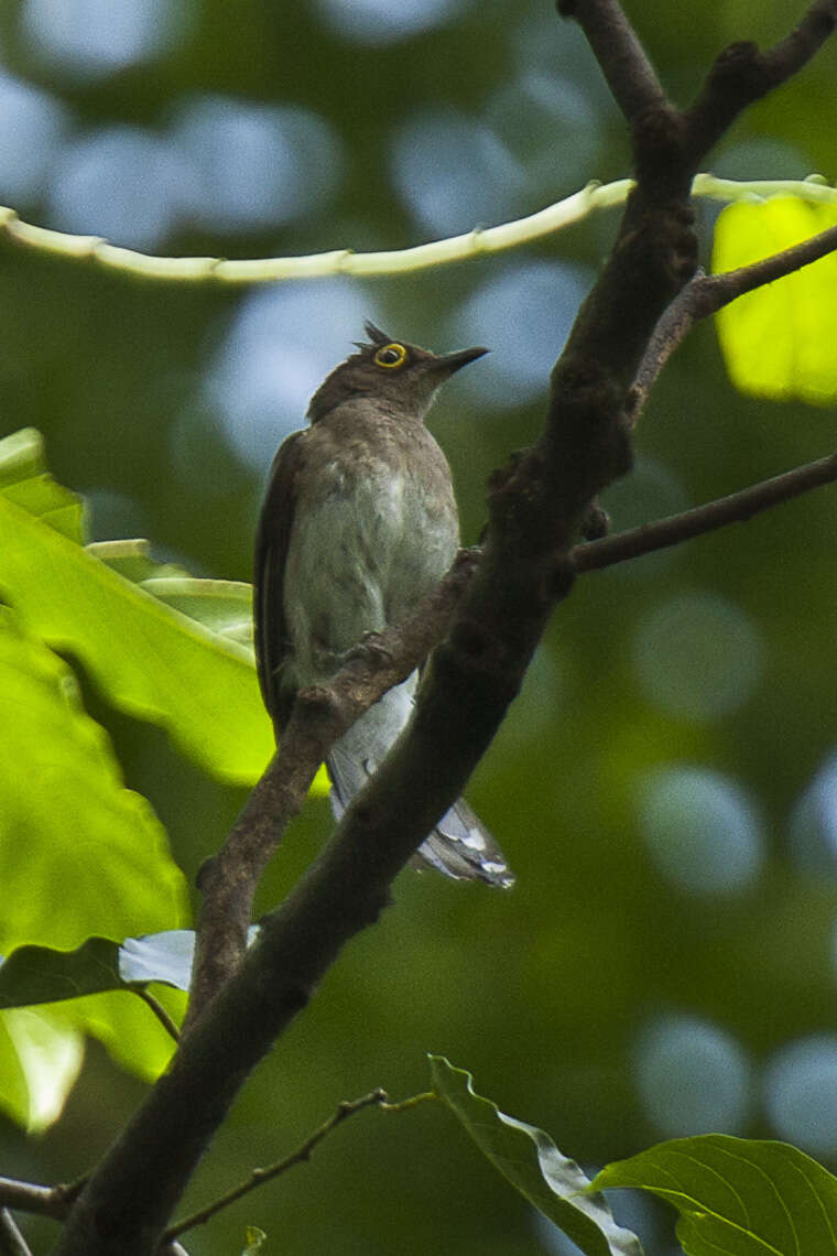 Image of Yellow-wattled Bulbul