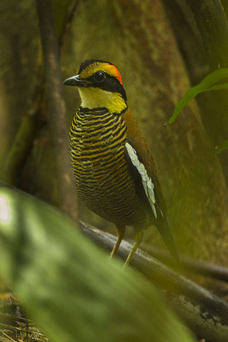 Image of Malayan Banded Pitta