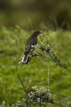 Image of White-tailed Shrike-Tyrant