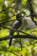 Imagem de Myiarchus phaeocephalus Sclater & PL 1860