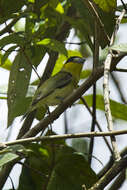 Image of Yellow-cheeked Becard