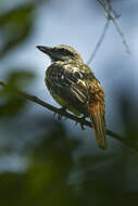 Image of Sulphur-bellied Flycatcher