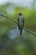 Image of Western Wood Pewee