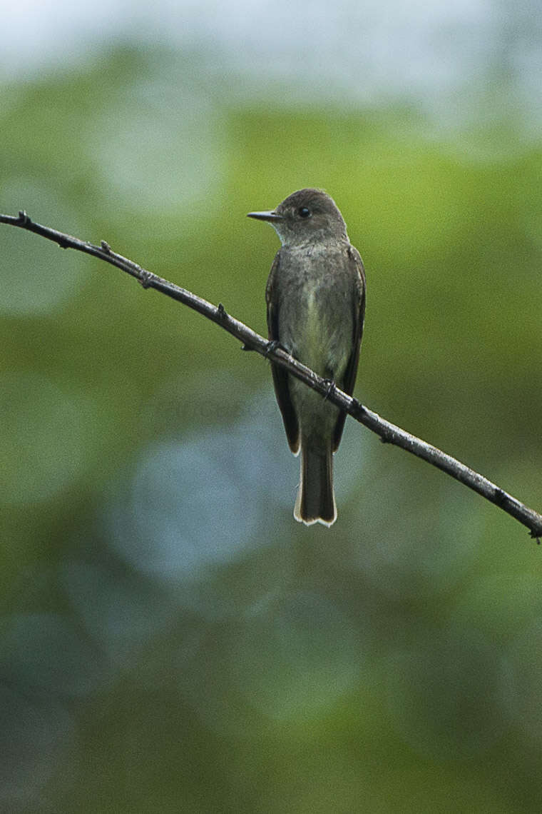 Image of Western Wood Pewee