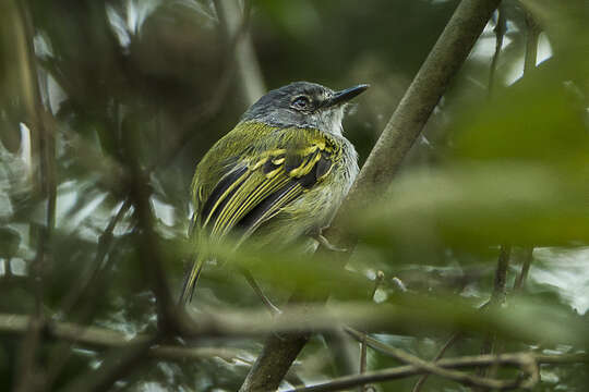 Image of Slate-headed Tody-Flycatcher