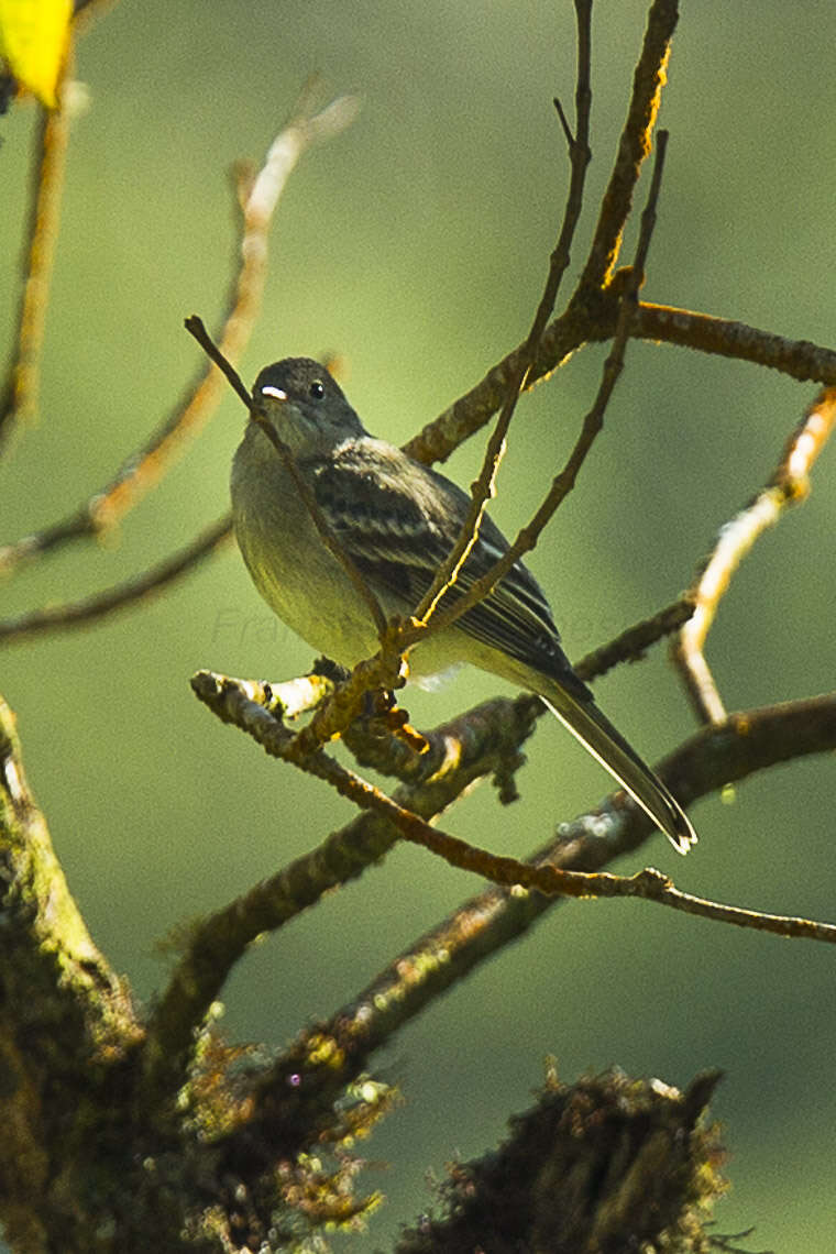 Image of Torrent Tyrannulet