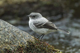 Image of Torrent Tyrannulet