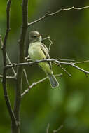 Image of Northern Beardless Tyrannulet