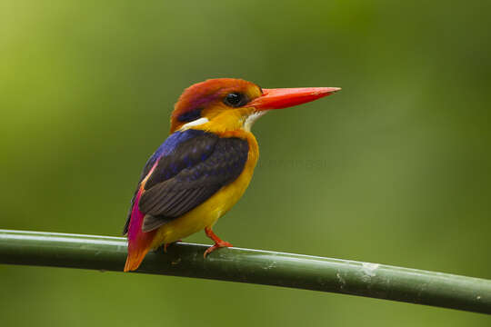 Image of Black-backed Kingfisher