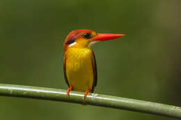 Image of Black-backed Kingfisher