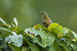 Eurillas gracilis (Cabanis 1880) resmi