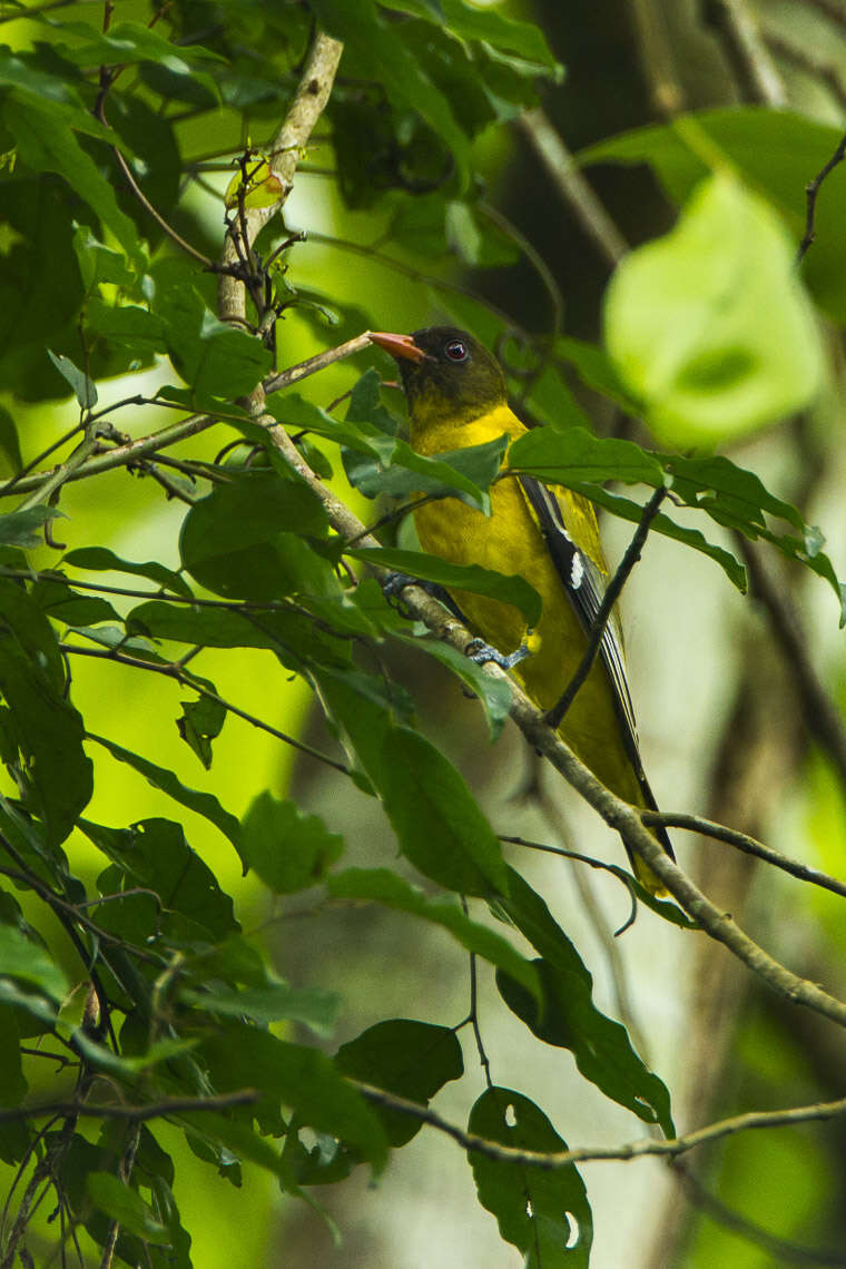 Image of Western Black-headed Oriole