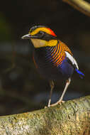 Image of Malayan Banded Pitta